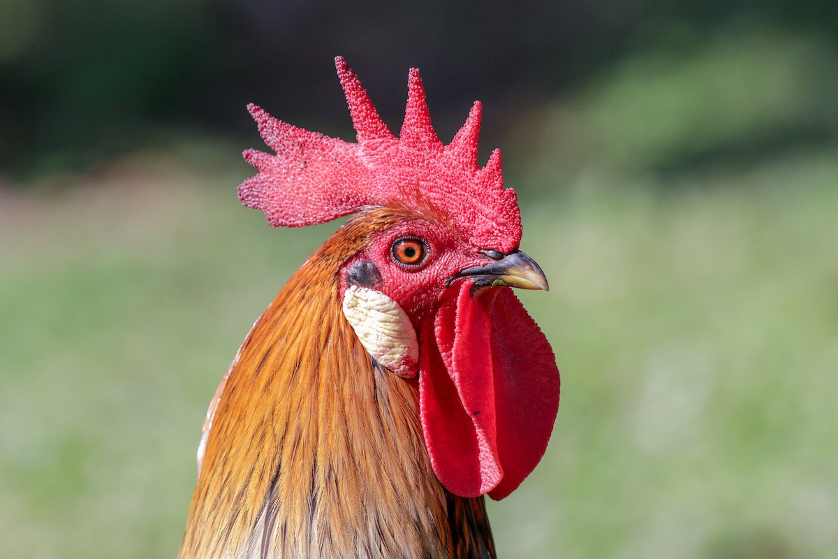 Red Junglefowl (Domestic type) - ML99751611