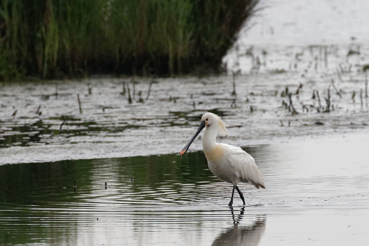 Spatola - ML99751961