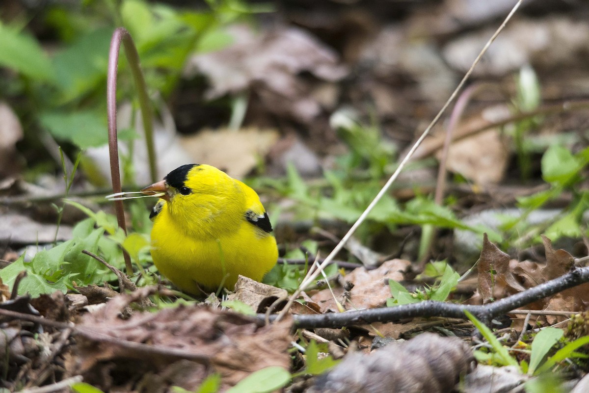 American Goldfinch - ML99754481
