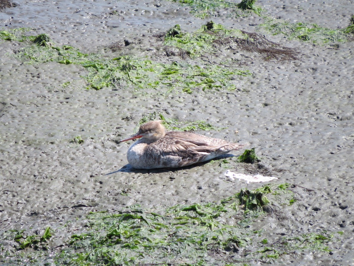 Red-breasted Merganser - david perry