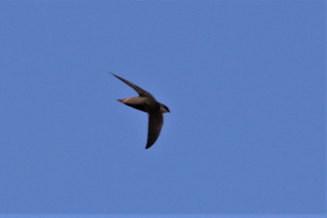 Chimney Swift - ML99754711