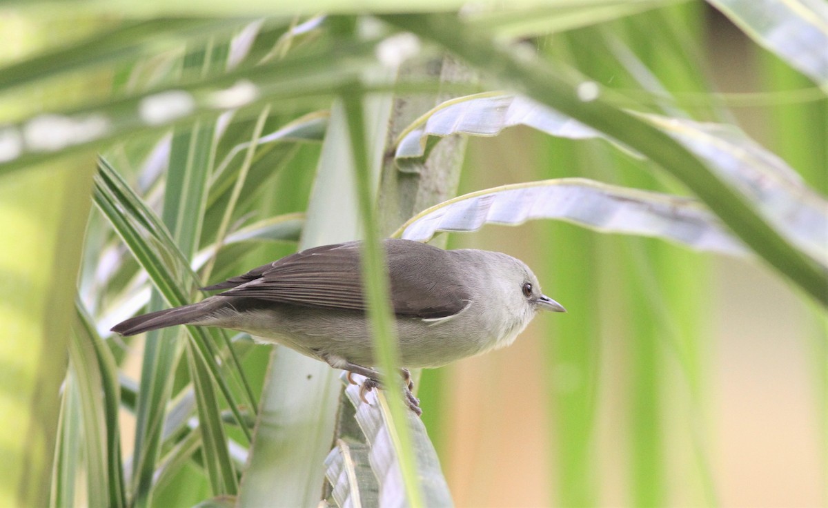 Silberbrillenvogel - ML99755801