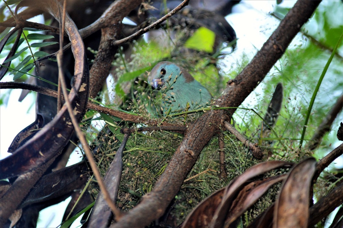 Southern Cordonbleu - ML99756191