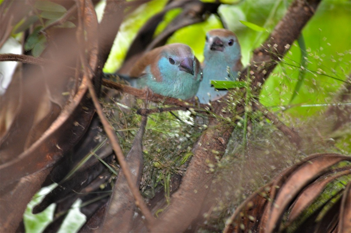 Southern Cordonbleu - ML99756201