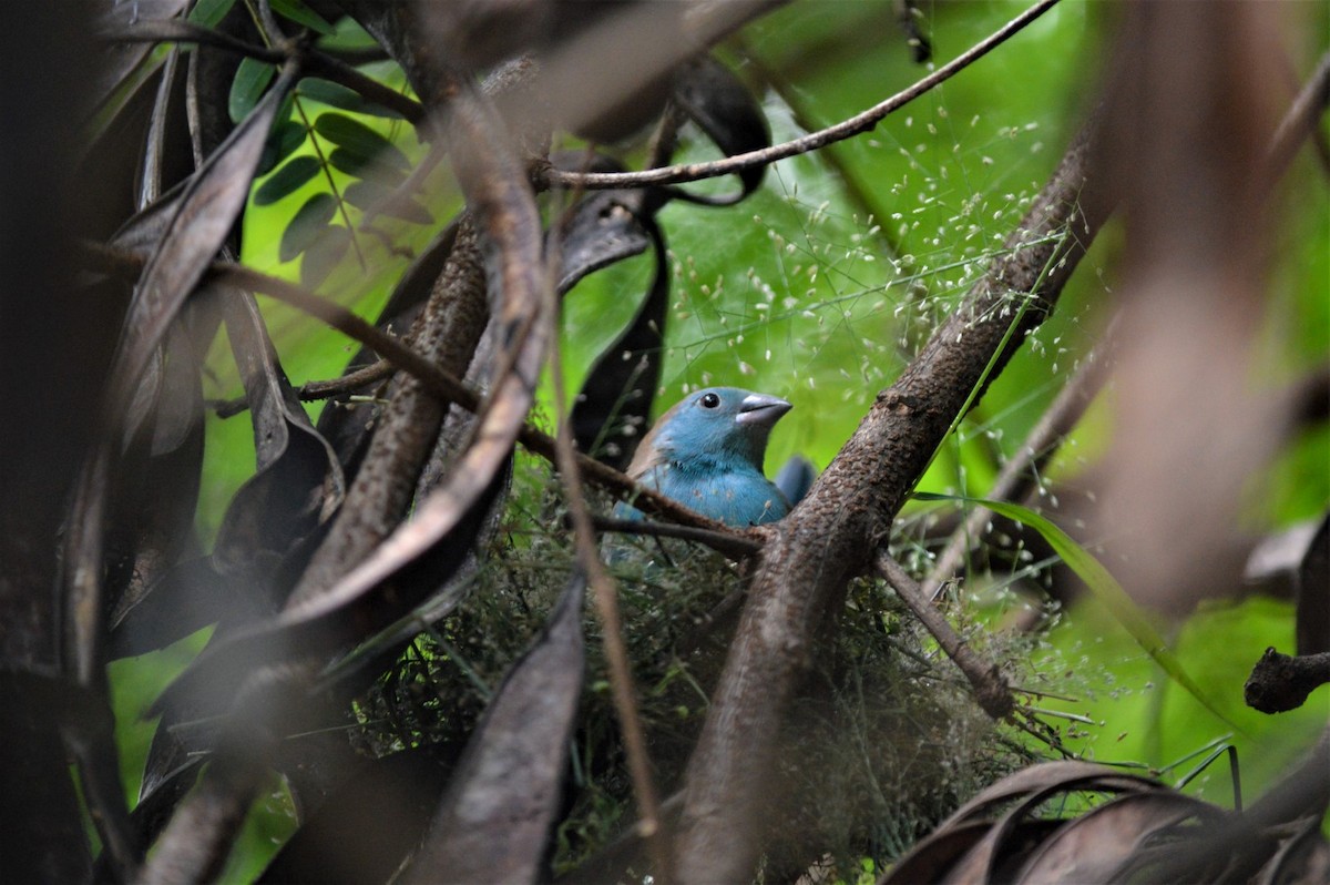 Southern Cordonbleu - ML99756211