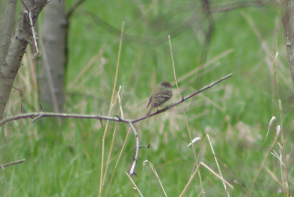 Yellow-bellied Flycatcher - ML99756301
