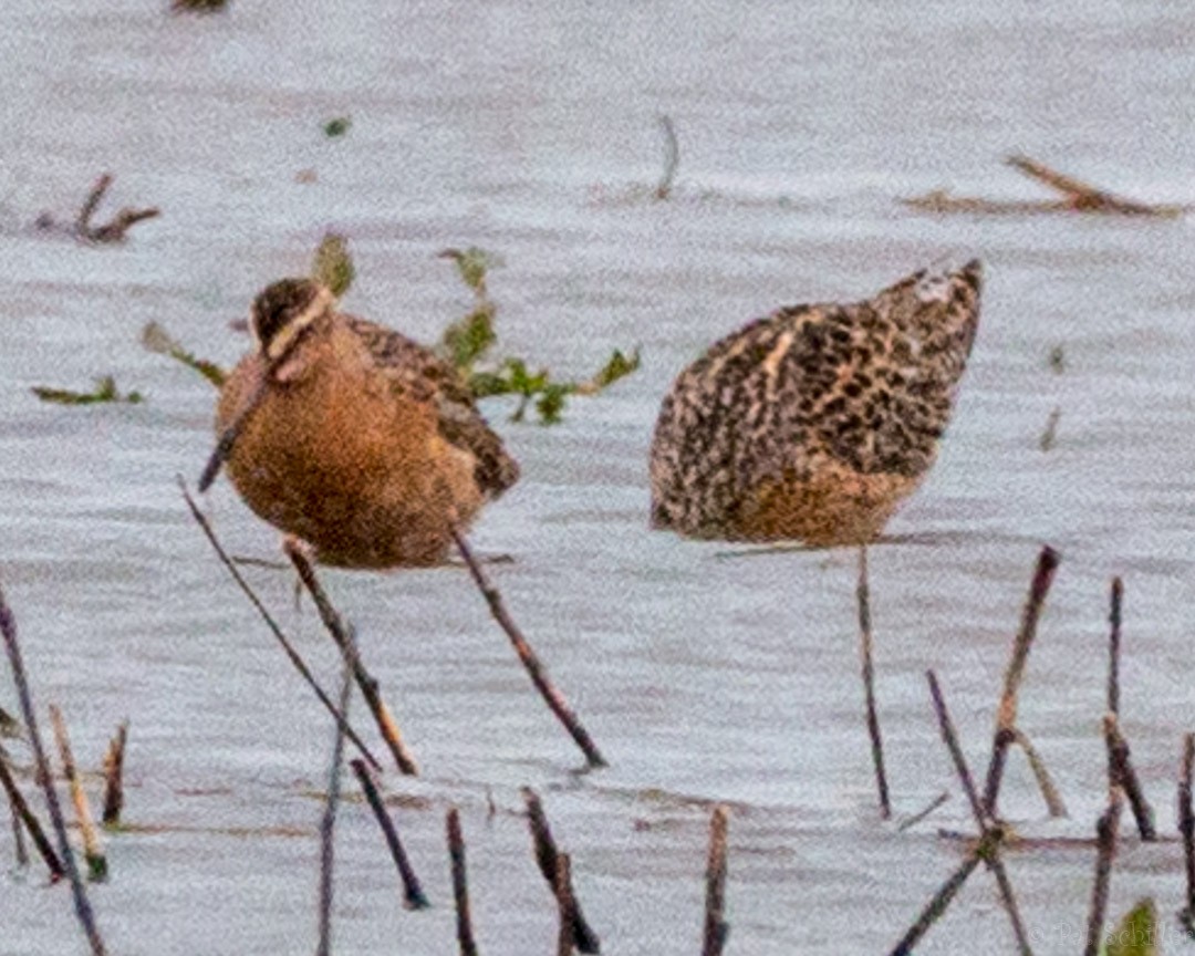 Short-billed Dowitcher (hendersoni) - Pat Schiller