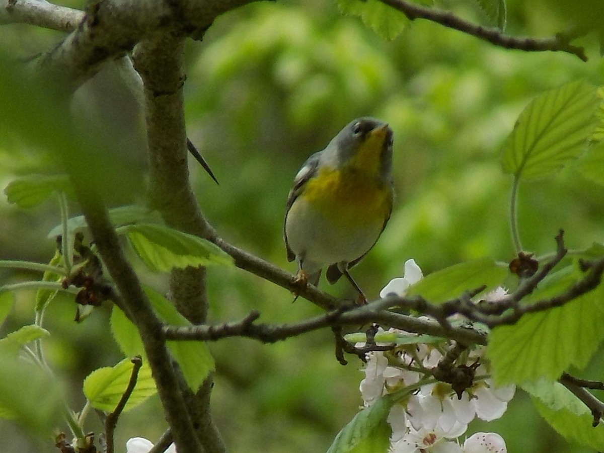 Northern Parula - ML99756831