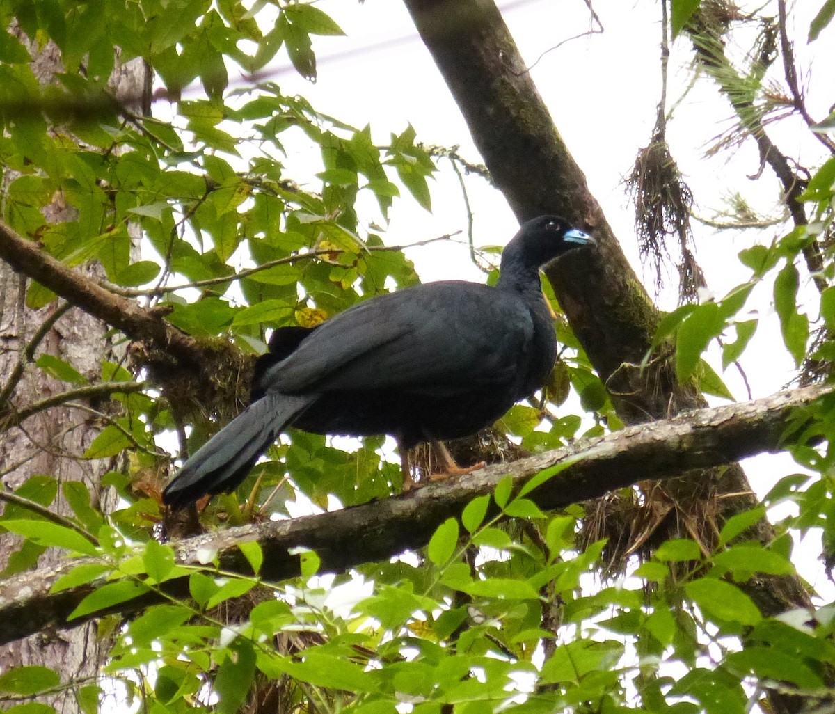 Wattled Guan - ML99757131