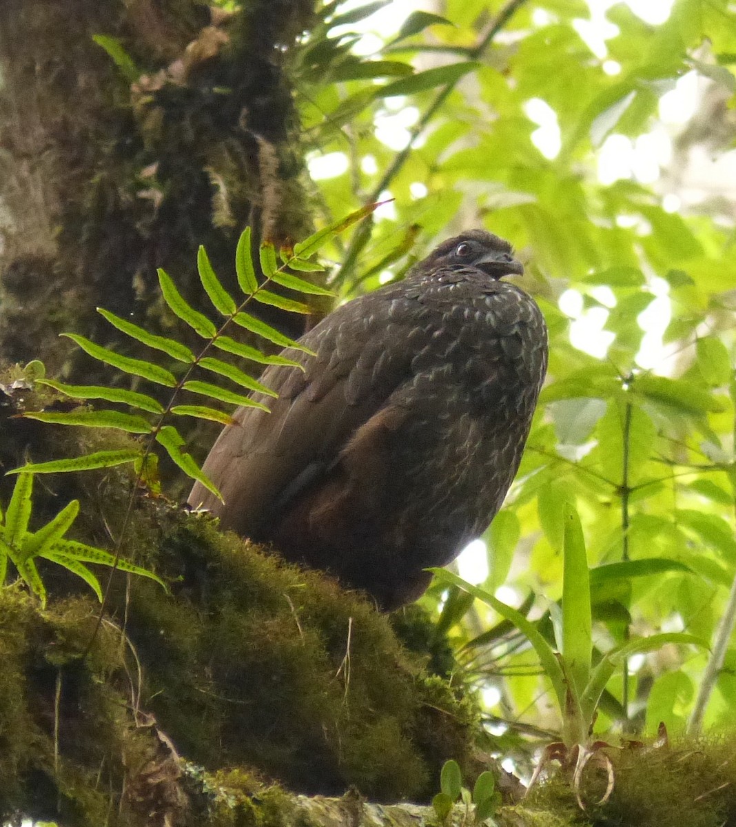 Cauca Guan - ML99759601