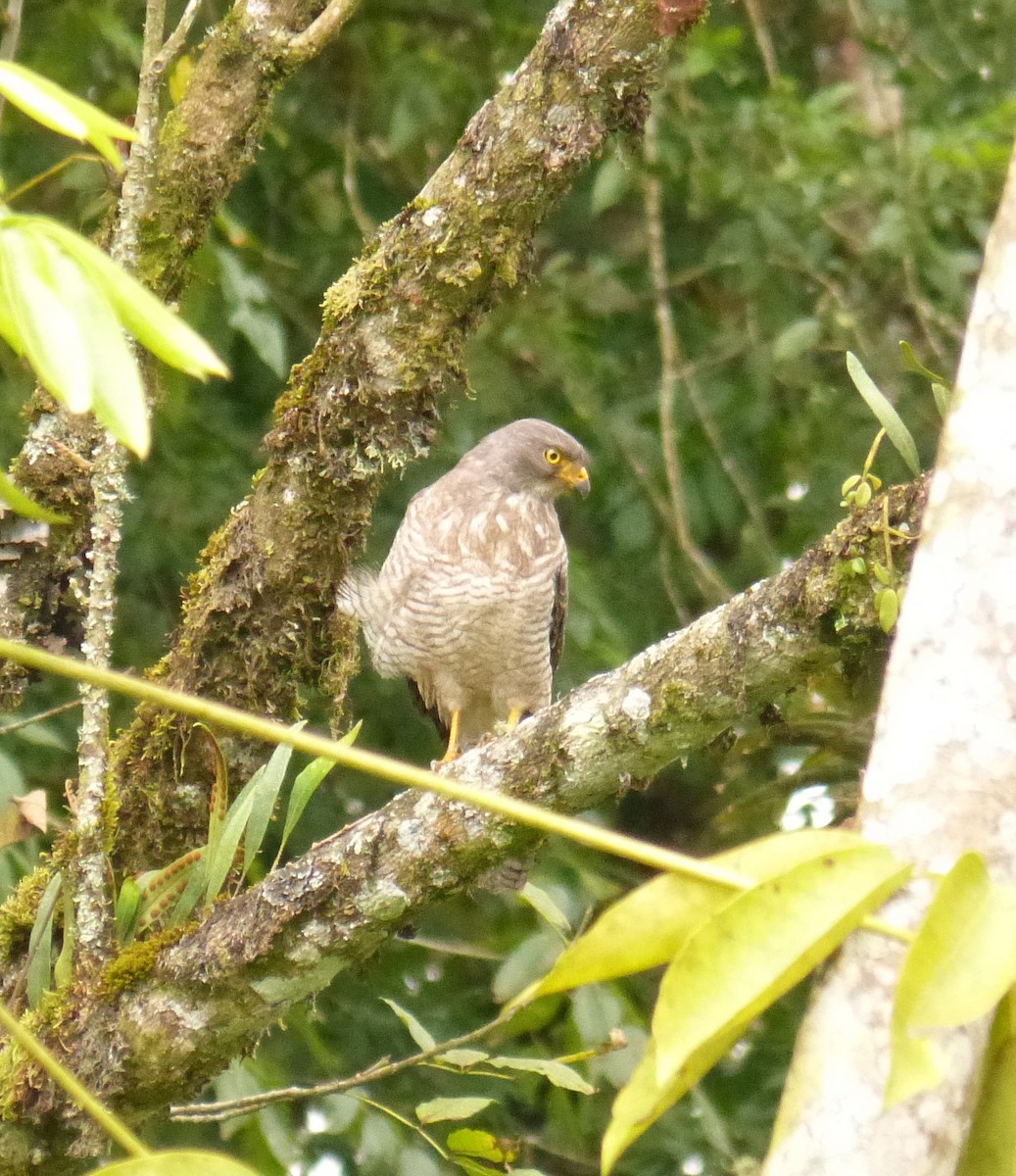 Roadside Hawk - ML99759651