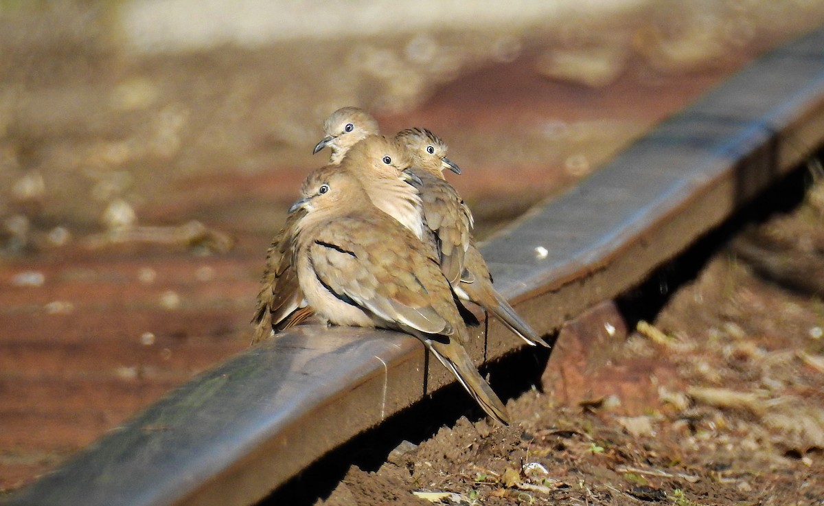 Picui Ground Dove - ML99761121