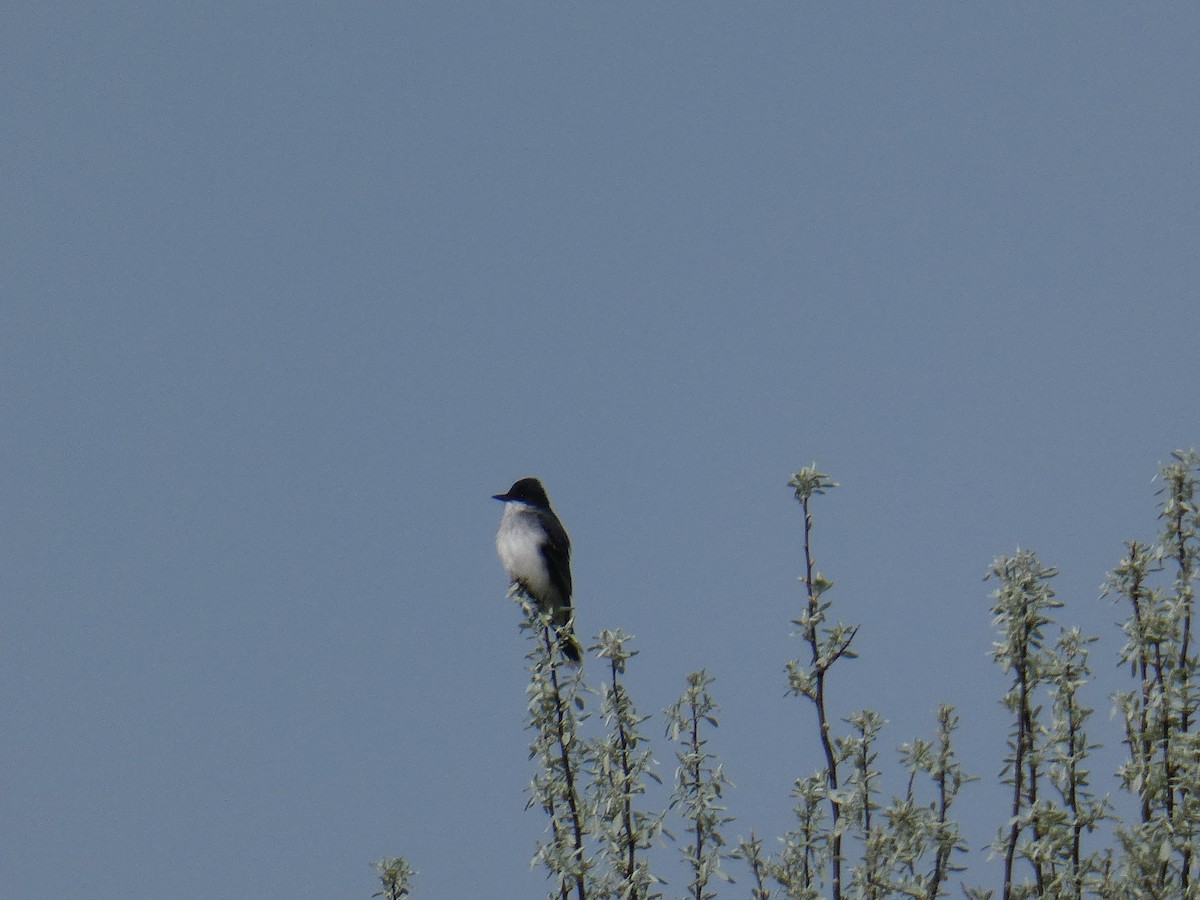 Eastern Kingbird - ML99762171