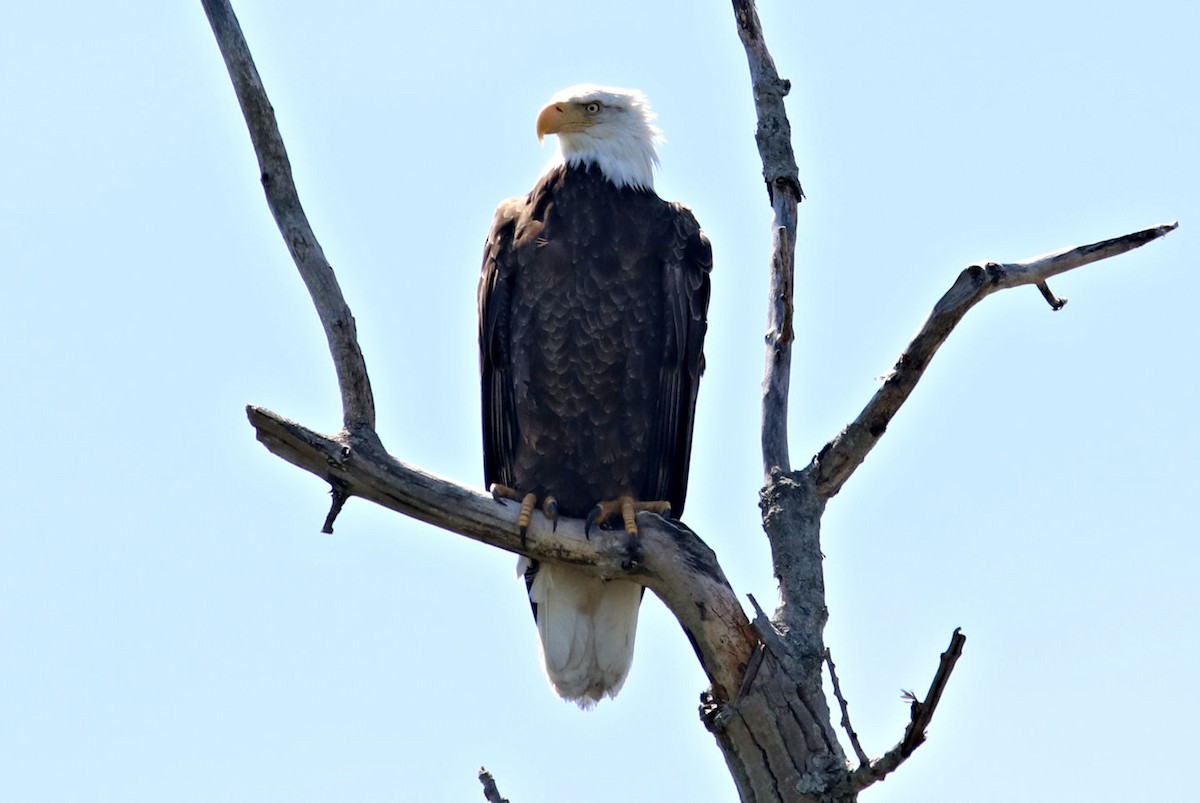 Bald Eagle - BRUCE FINNAN