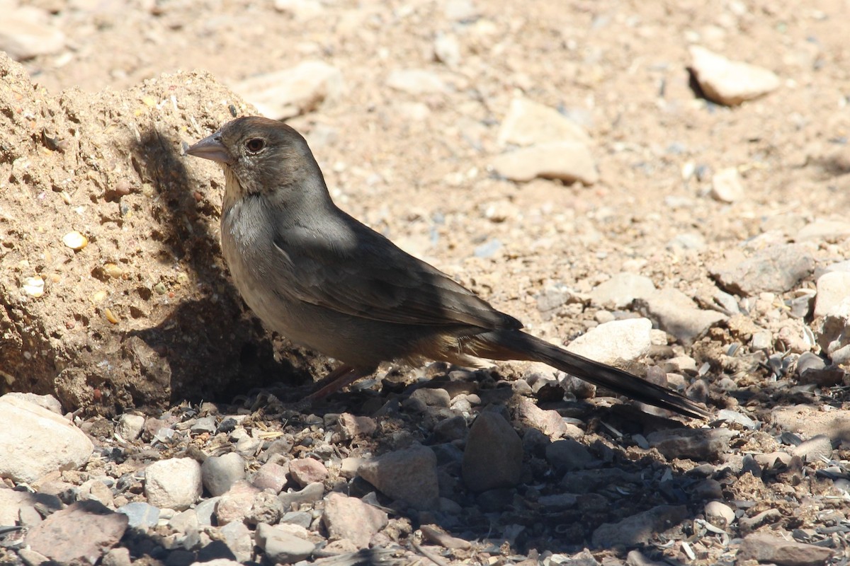 Canyon Towhee - ML99767141