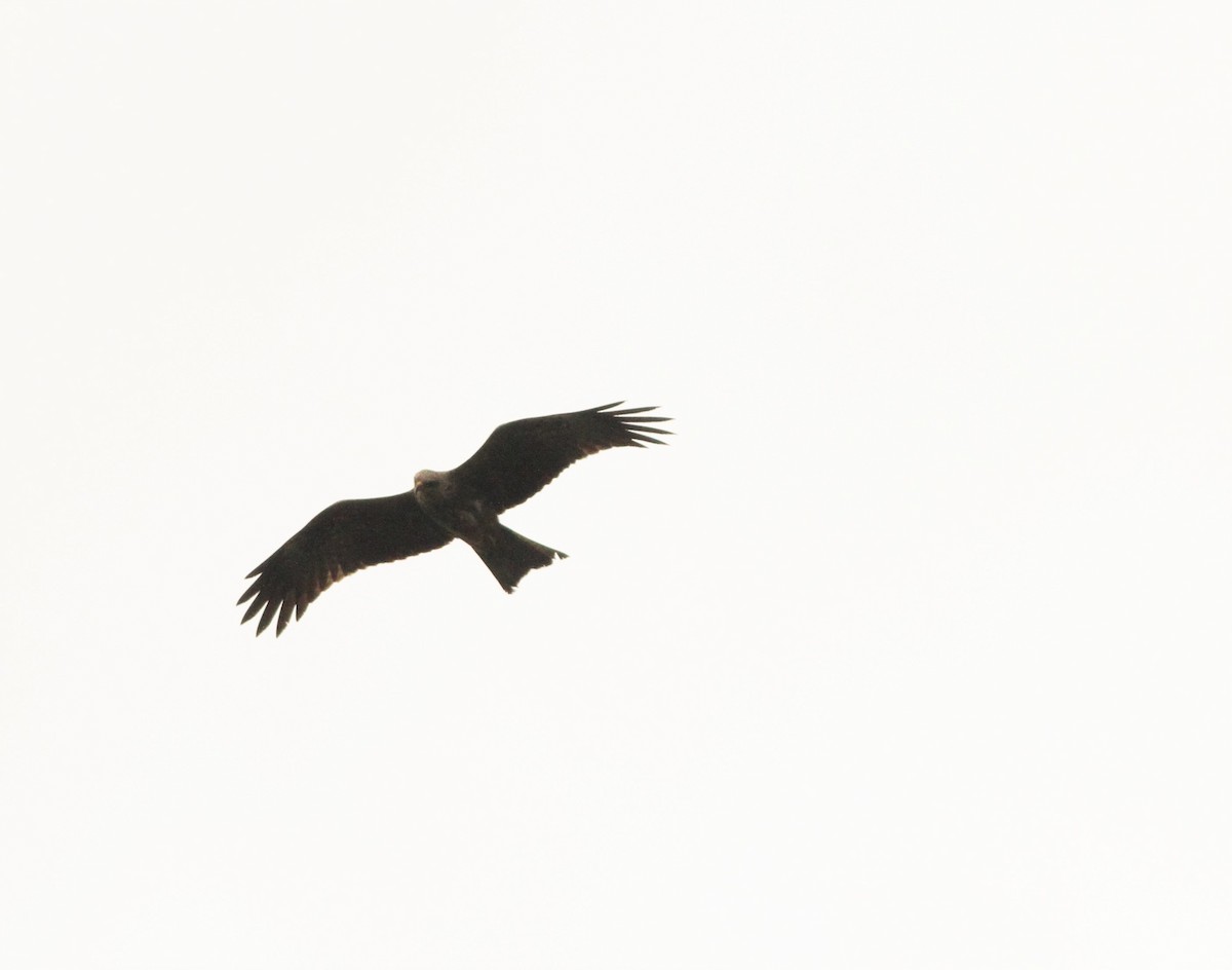 Black Kite - ML99767441