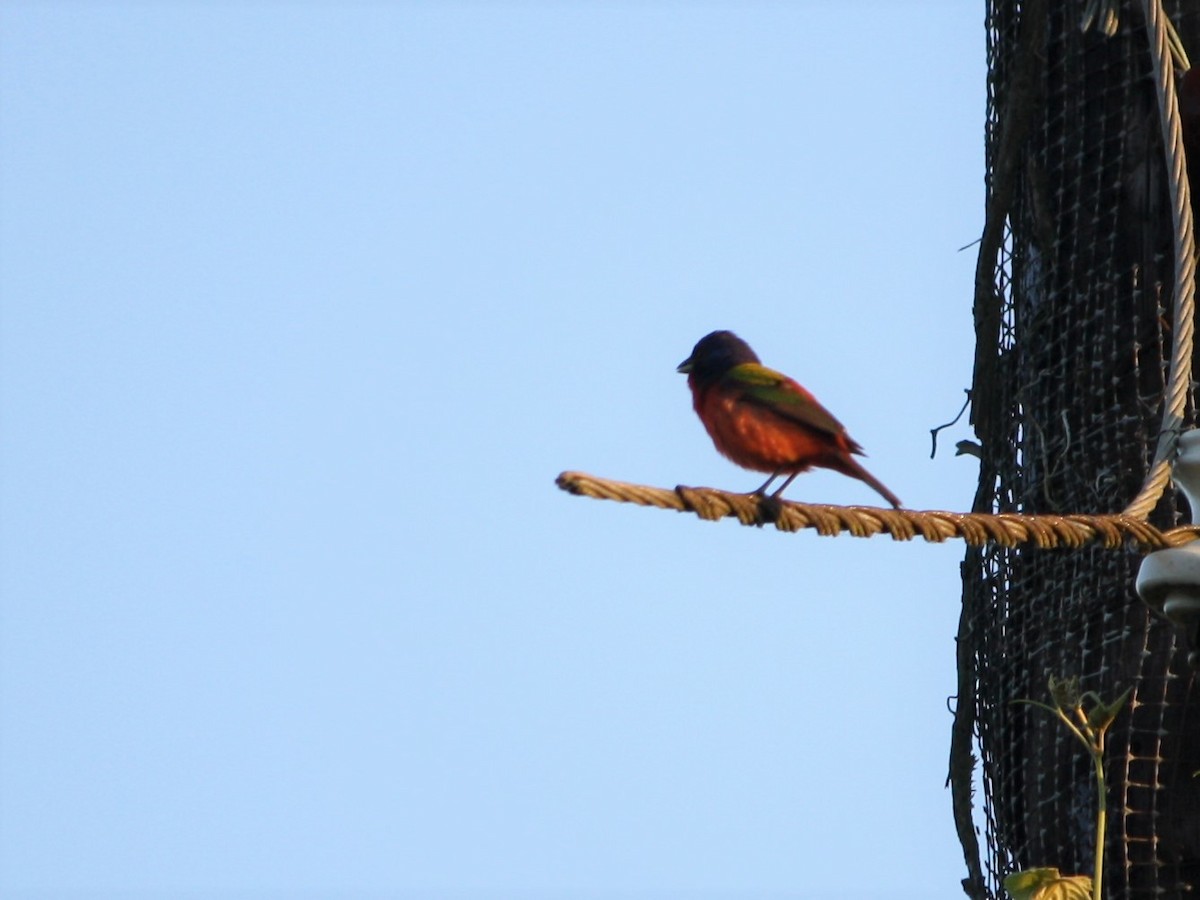 Painted Bunting - ML99768241