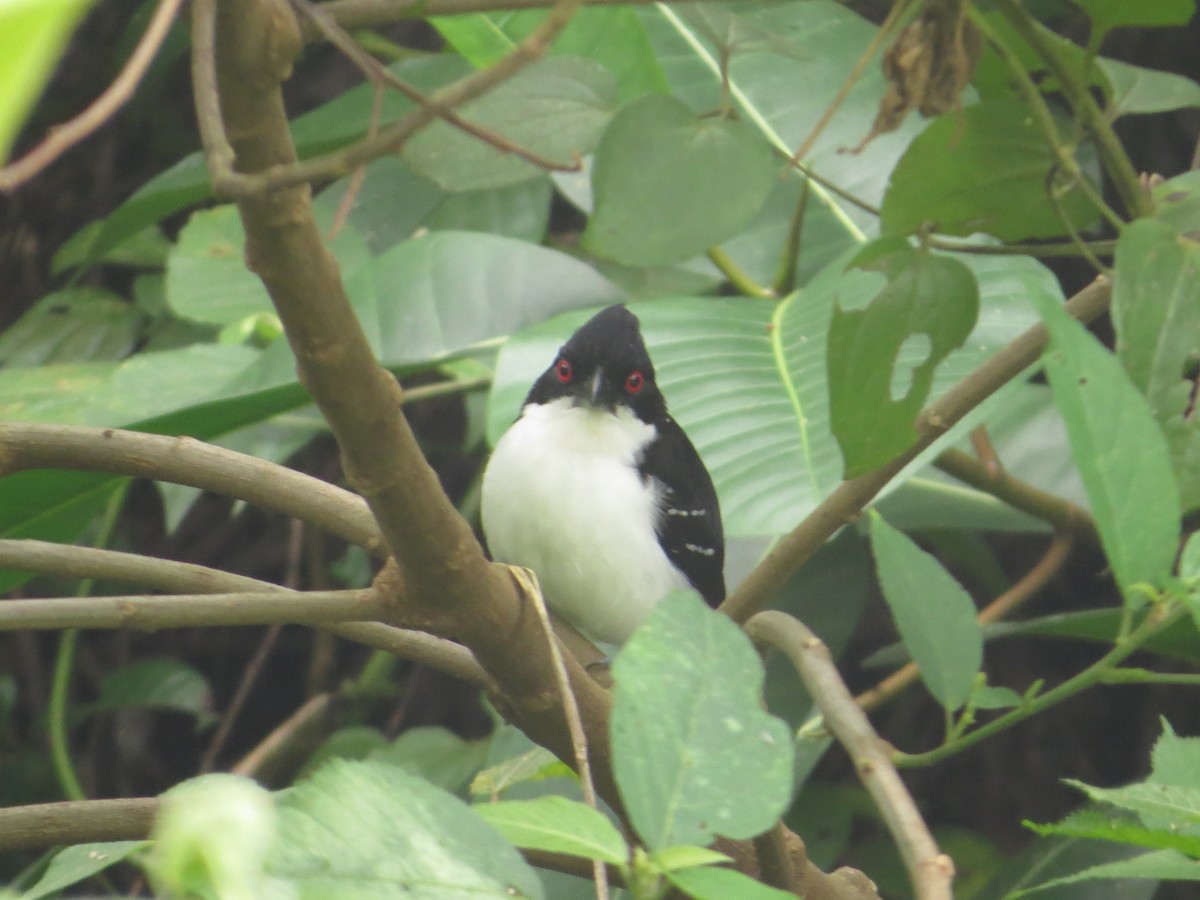 Great Antshrike - Sebastián Berrío