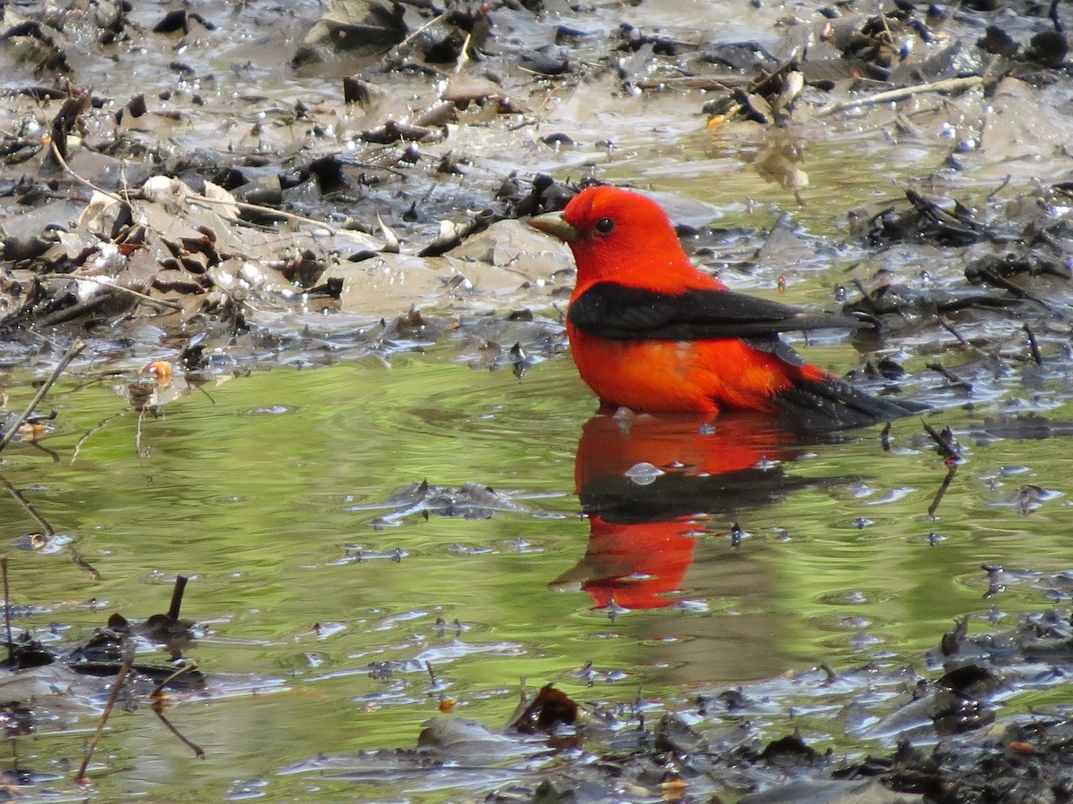 Scarlet Tanager - ML99769871