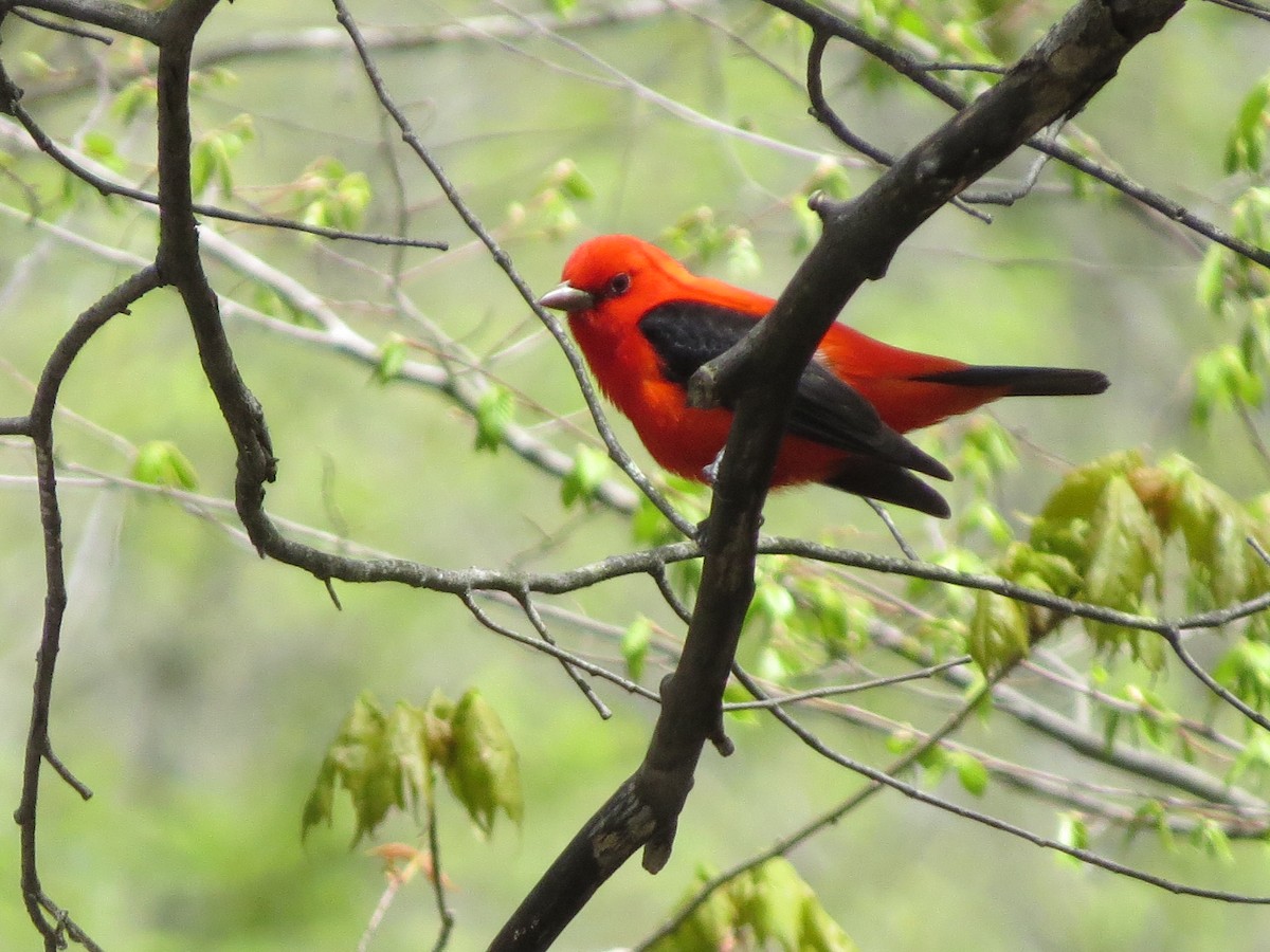 Scarlet Tanager - ML99769921