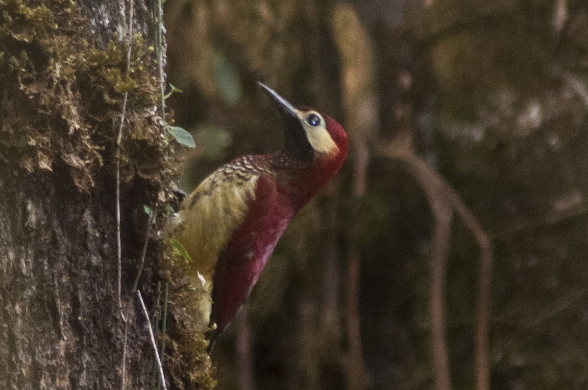 Crimson-mantled Woodpecker - Carlos Torrente