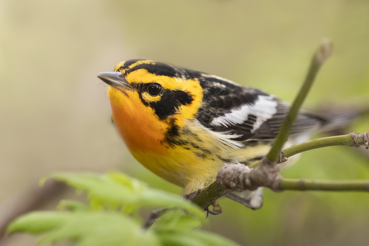 Blackburnian Warbler - Ryan Yann