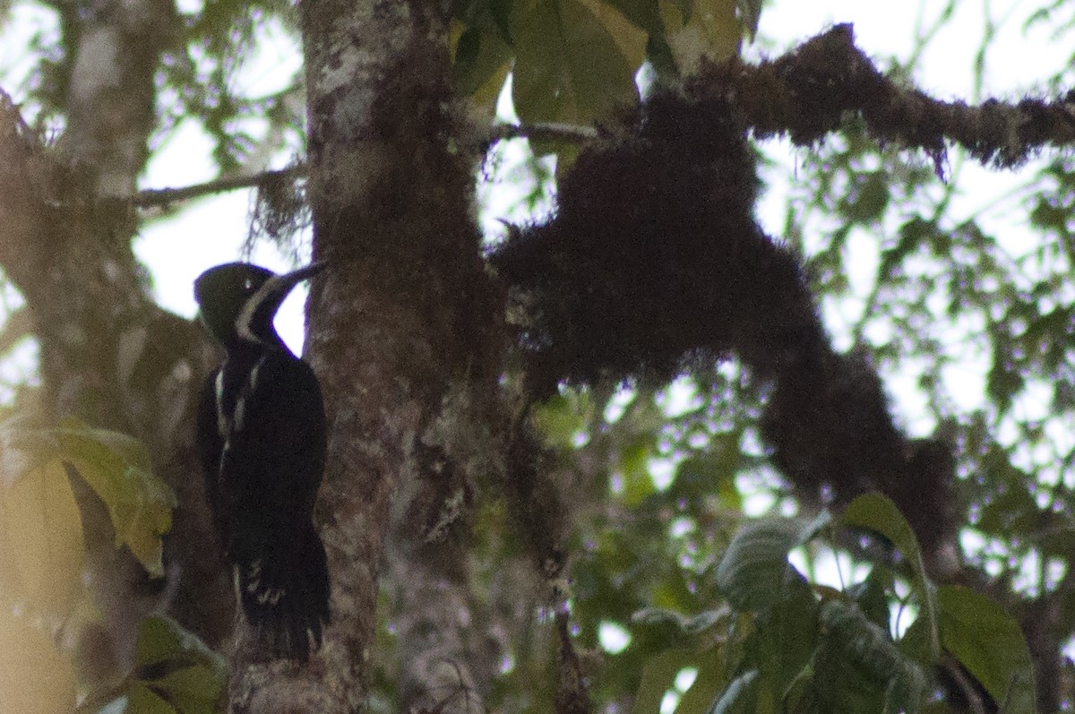 Powerful Woodpecker - Carlos Torrente