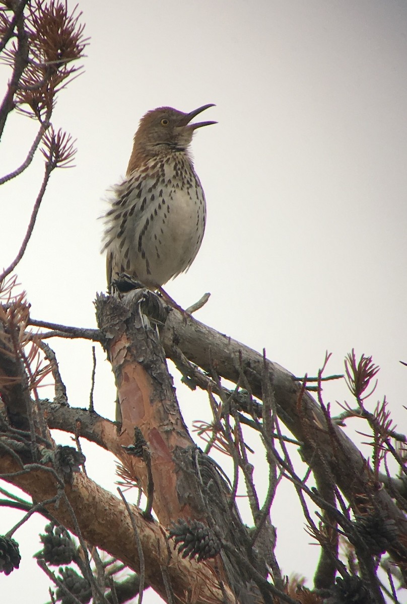 Brown Thrasher - ML99773931