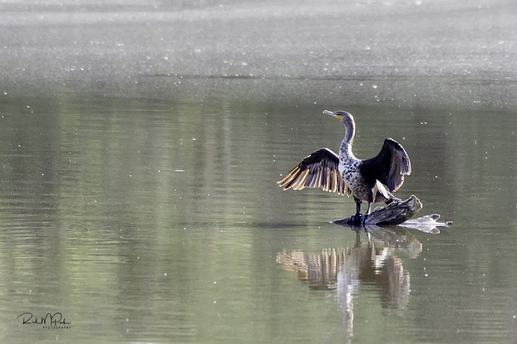 Double-crested Cormorant - ML99774221