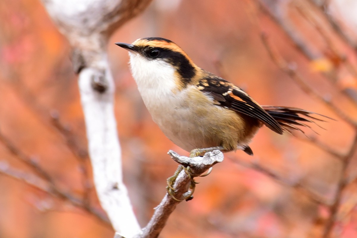 Thorn-tailed Rayadito - ML99774801