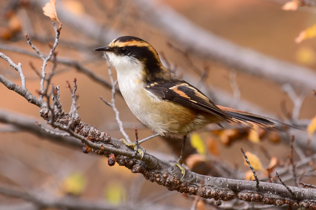 Thorn-tailed Rayadito - ML99775071