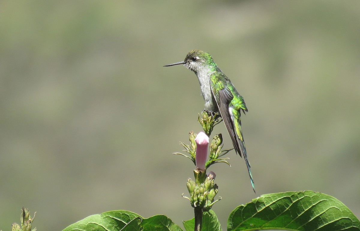 gråbukkolibri - ML99775221