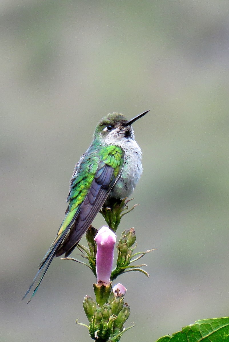 Gray-bellied Comet - Manuel Roncal