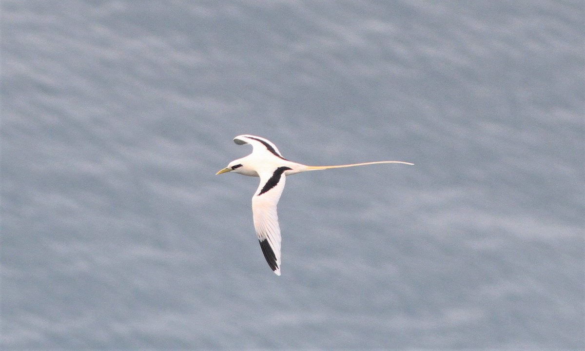 White-tailed Tropicbird - Alex Bayly