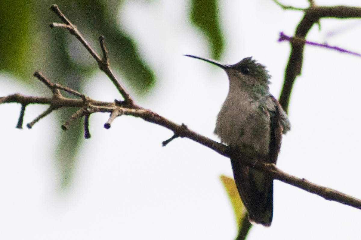 kolibřík andský - ML99776051