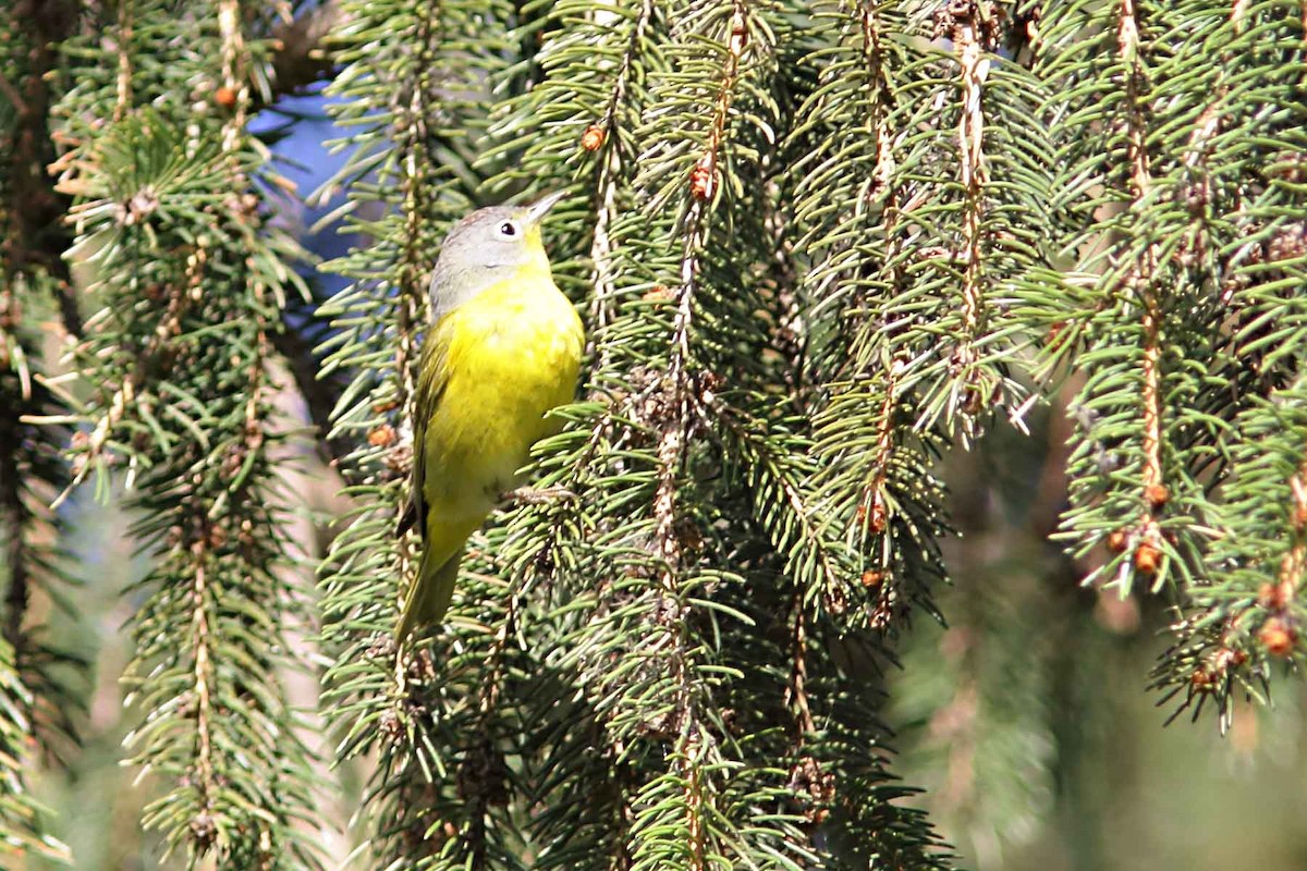 Nashville Warbler - Alain Quenneville