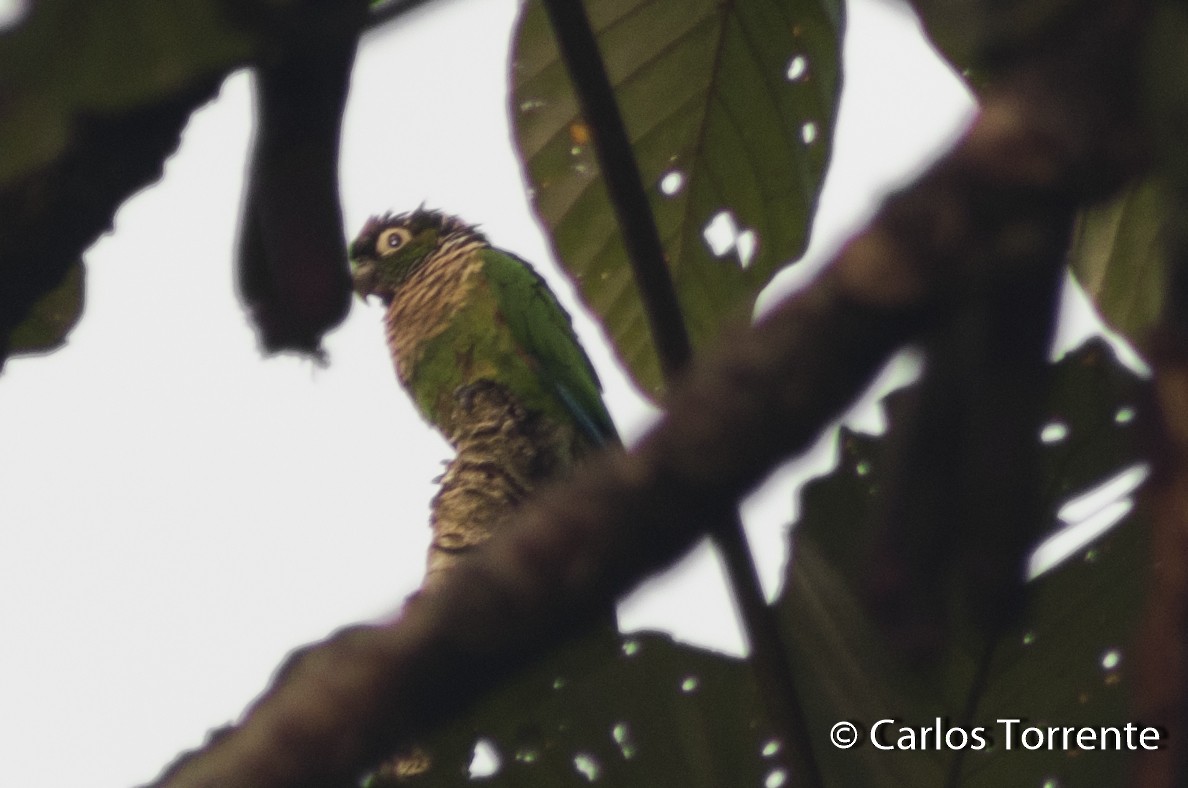 Maroon-tailed Parakeet - Carlos Torrente