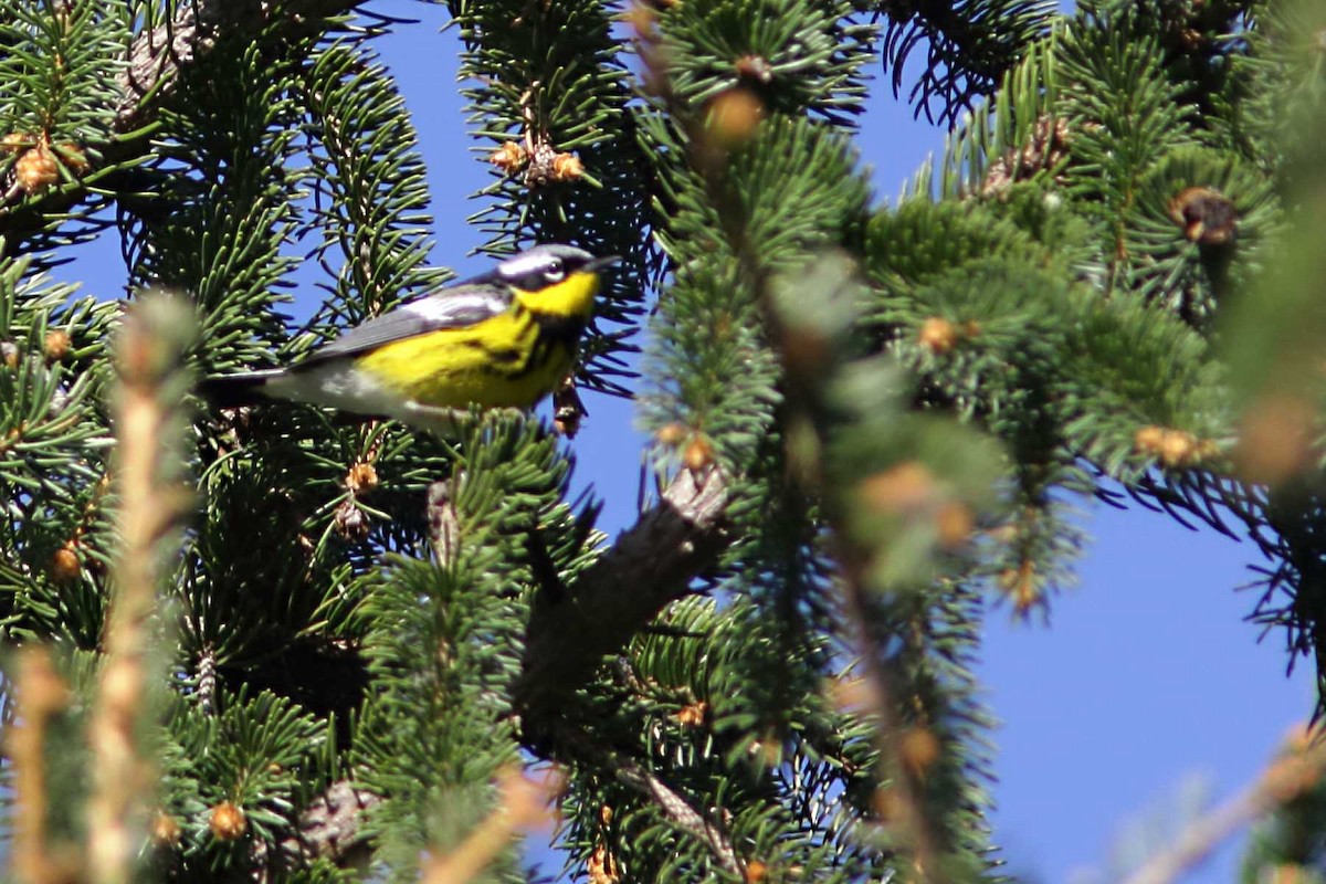 Paruline à tête cendrée - ML99778691