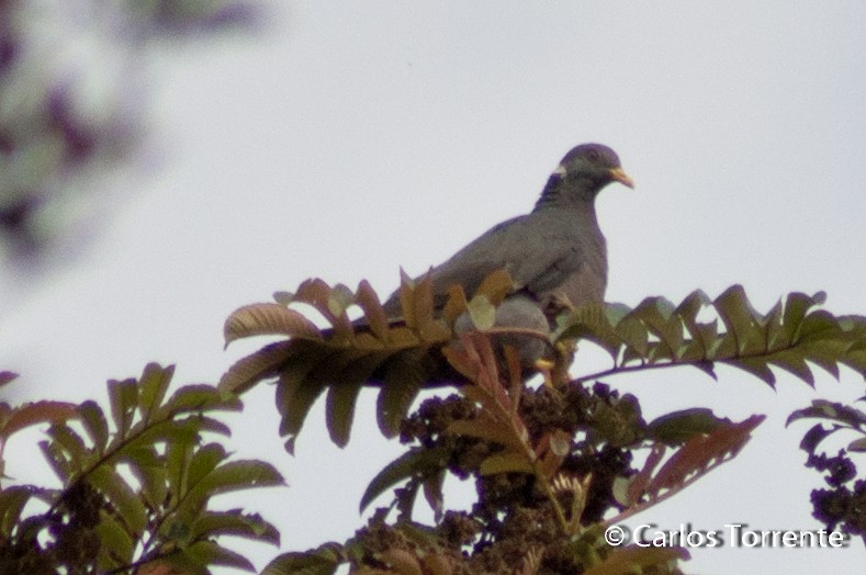 Band-tailed Pigeon - Carlos Torrente