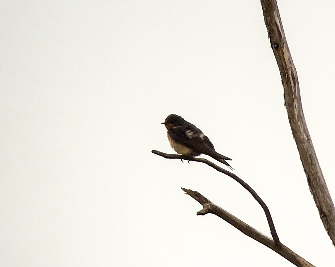 Barn Swallow - ML99780831