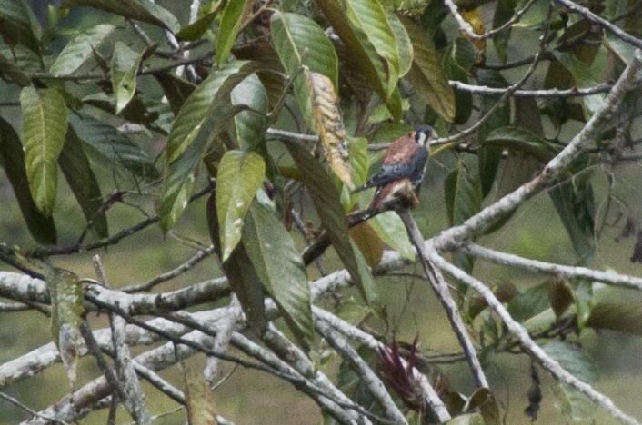 American Kestrel - Carlos Torrente