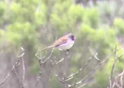 Black-chinned Sparrow - ML99783351