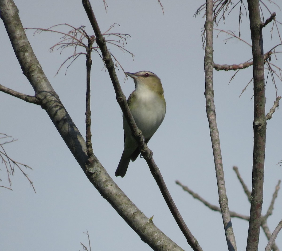 Vireo occhirossi - ML99783951
