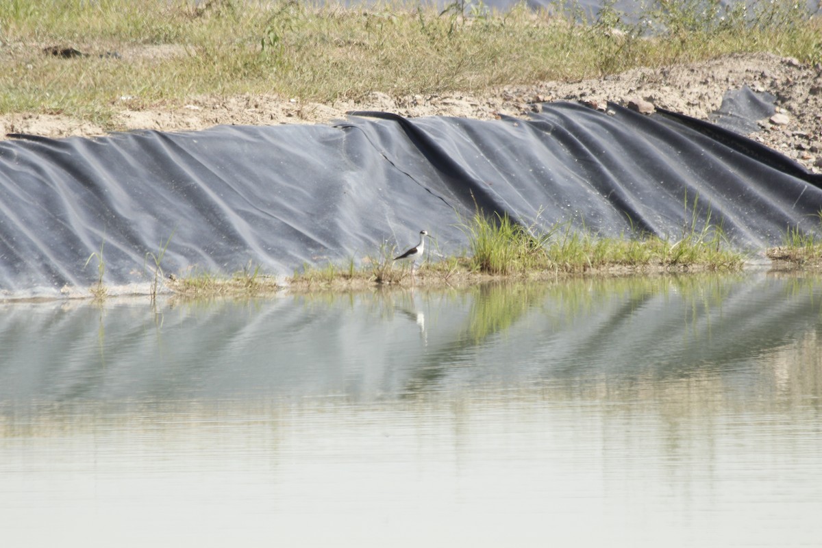 Black-necked Stilt - ML99784791