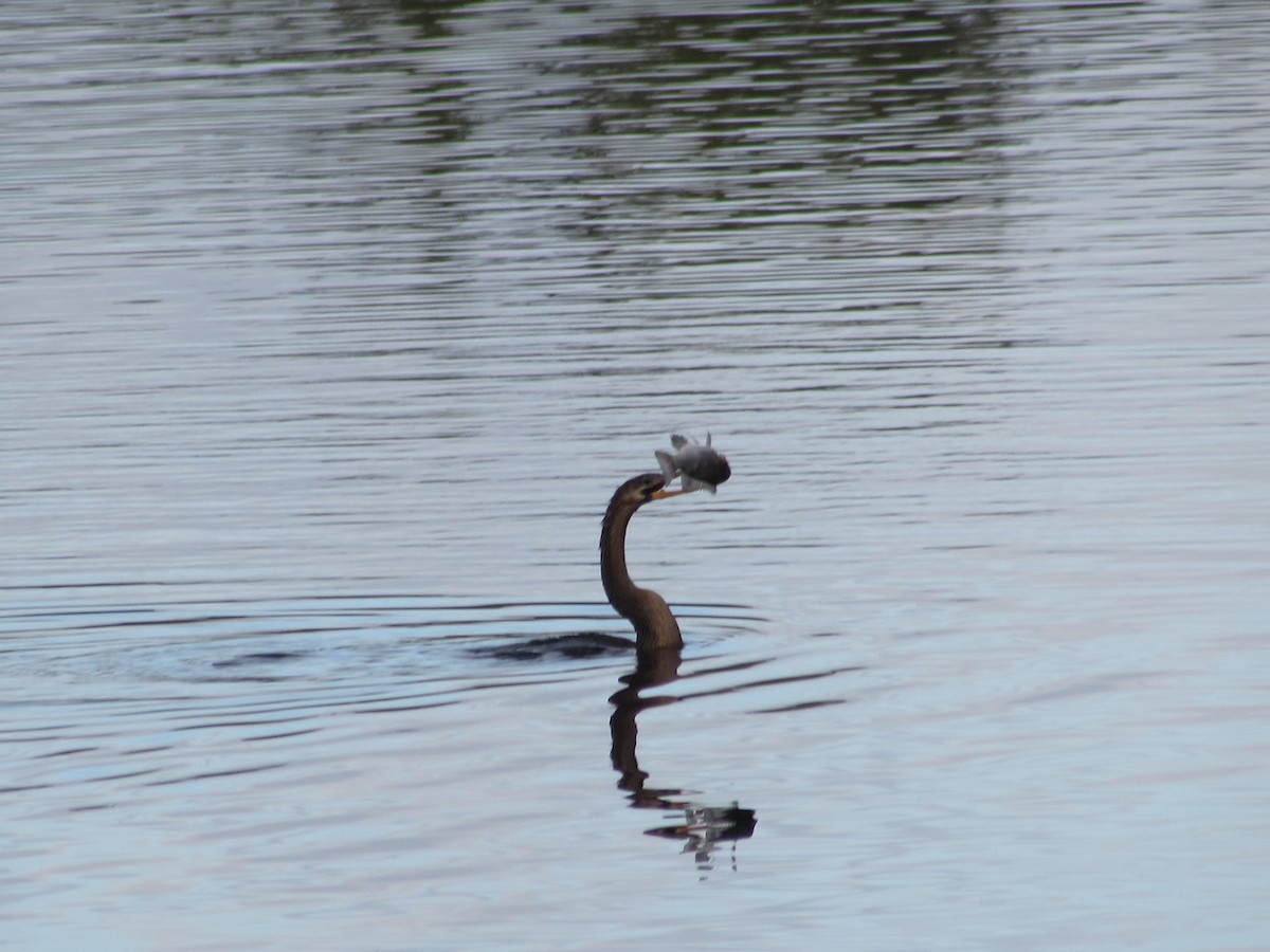 Anhinga - Paula Lowe