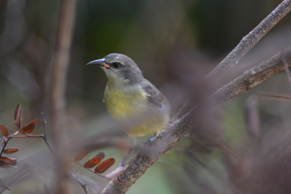 Bananaquit - ML99787751