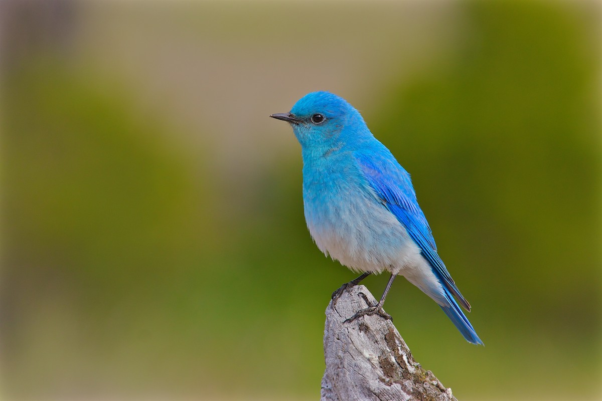 Mountain Bluebird - ML99789431