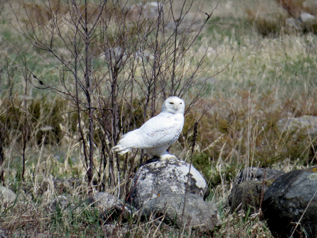 Белая сова - ML99790111