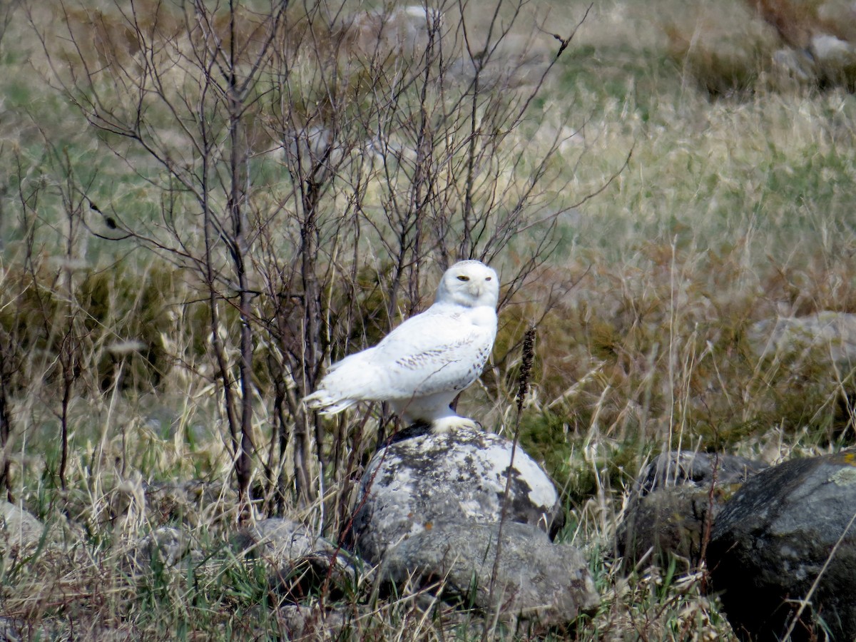 Snowy Owl - ML99790111