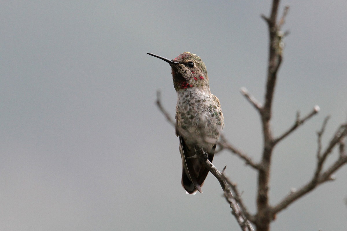 Anna's Hummingbird - ML99790161